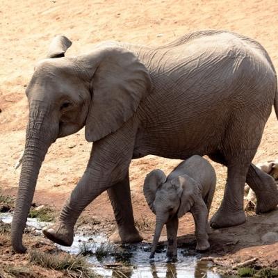 As a Projects Abroad volunteer in Botswana, elephants will be a regular site during volunteer work.
